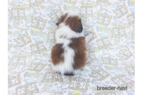 成約済の千葉県のパピヨン-155939の5枚目